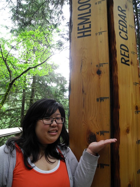 Chen is as tall as a 15-year-old hemlock