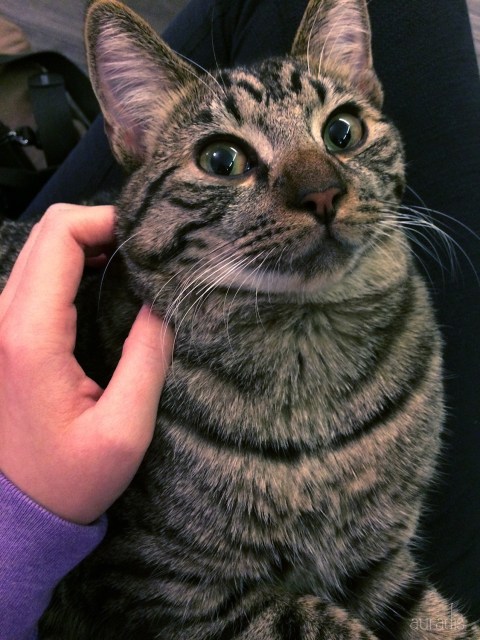 SO FLUFFY AND PERFECT (PURRFECT)